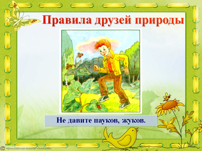 Не давите пауков, жуков. Правила друзей природы